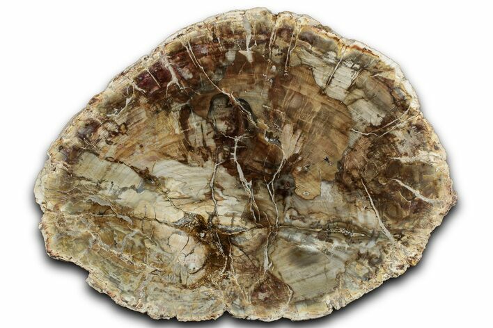 Colorful Petrified Wood (Araucaria) Round - Madagascar #325142